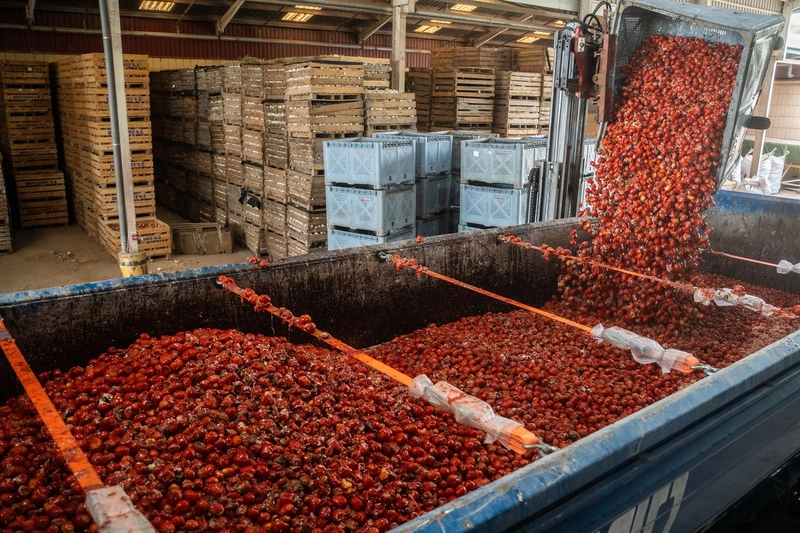 Los 120.000 kilos de tomate que se lanzarán este año la 78ª Tomatina de Buñol proceden de Extremadura