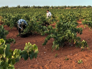 Clygal cifra entre el 30% y el 50% la caída de la producción de uva en el final de una vendimia 'muy difícil'