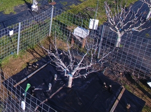 Extremadura presenta en Australia sus investigaciones sobre el riego en higueras y frutales de hueso