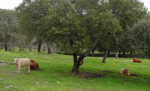 Agricultura abona más de 38 millones de euros en ayudas a ganaderos de vacuno de carne en extensivo