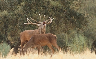 Extremadura participa de las nuevas licencias interautonómicas de caza y pesca, que costarán 70 y 25 euros y serán válidas en 10 comunidades
